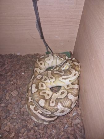 Image 1 of Lesser Ball Python (Adult Male)