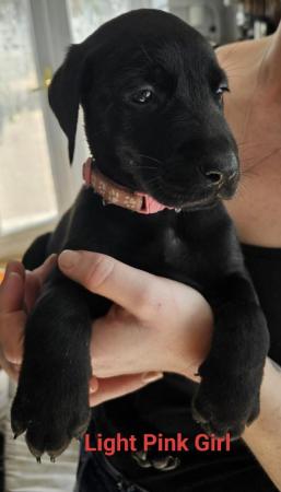 Image 3 of Doberman x Labrador puppies for sale