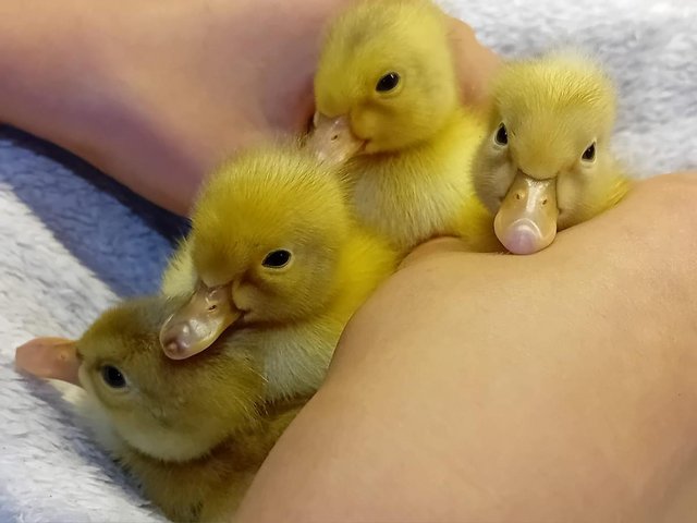 Preview of the first image of Ducklings & HATCHING EGGS of Indian Runner Ducks for Sale.