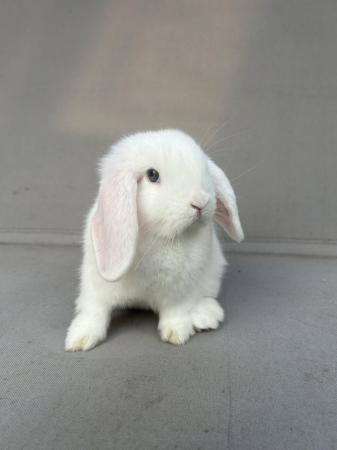 Image 4 of 2 BEW baby minilop rabbits (does) for sale