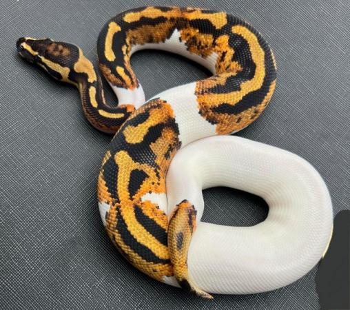 Image 7 of Pied yellow belly ball python male pumpkin pied royal