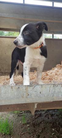 Image 5 of **READY NOW** Working Farm Border Collie Puppies for Sale