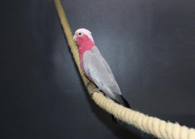 Image 3 of Baby Galah Cockatoo Talking Parrot,19
