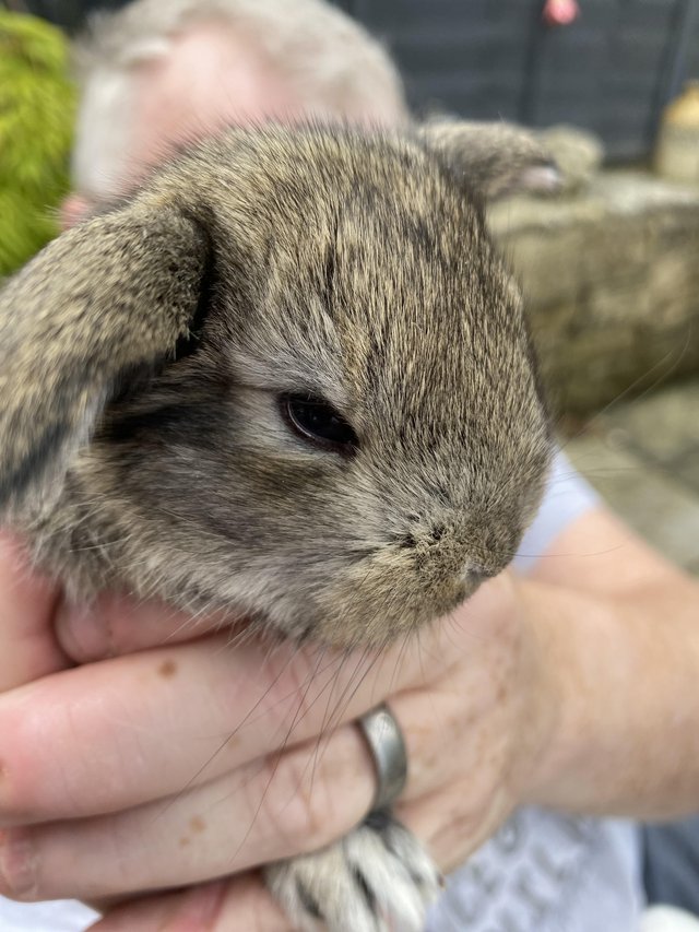 Preview of the first image of Giant French Lop ready to reserve.