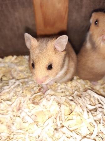 Image 4 of Baby Syrian hamsters ready now