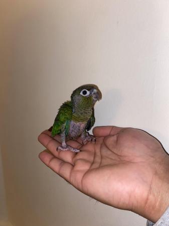 Image 1 of Beautiful baby Conures ready to be reserved