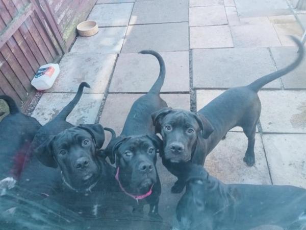 Image 5 of Stunning Cane Corso Puppies for sale