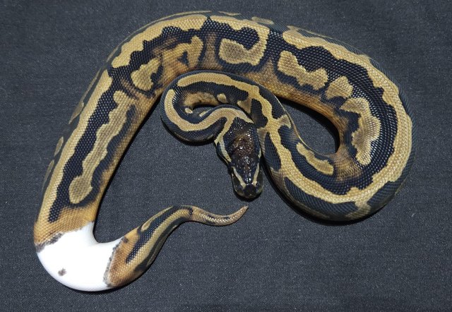Image 3 of Hatchling female pied royal python