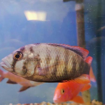 Image 9 of Large Selection of African Cichlids