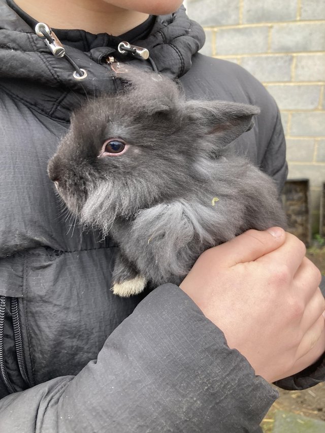 Preview of the first image of Crossbreed lionhead young rabbit.
