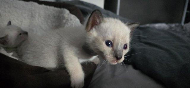 Image 4 of 5 Male Siamese kittens for sale - 2 LEFT - RED and GREEN