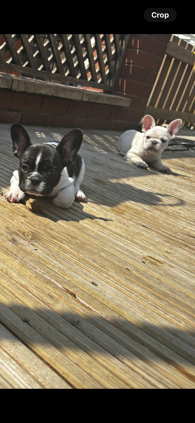 Preview of the first image of Ready now kc 1 Cream boy and 1 girl Pied French bulldog.