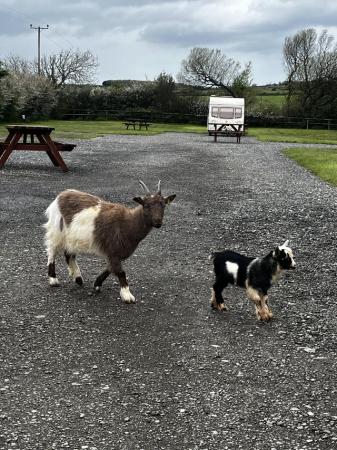 Image 1 of 2x Pygmy goat nannies and male kid