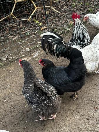 Image 16 of Chicks of various breeds and sizes