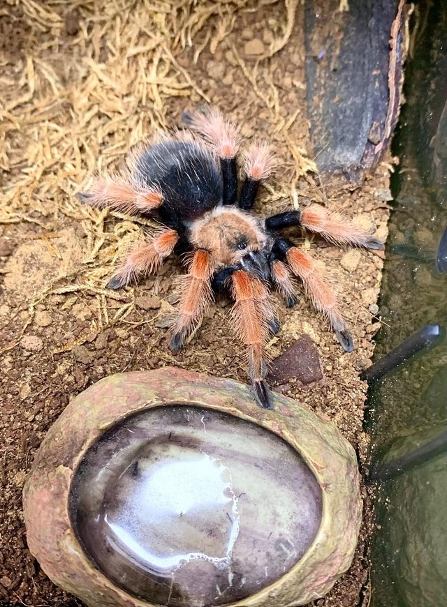 Preview of the first image of Juvenile Brachypelma & Grammotola species + slings for sale.
