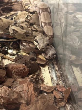 Image 3 of Red tail boa constrictors