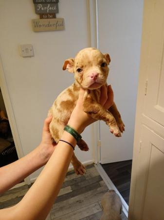 Image 16 of Pocket bulldogs forsale reduced