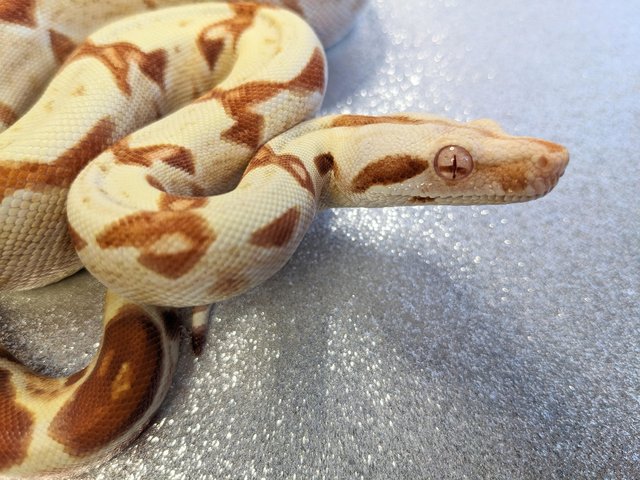 Preview of the first image of Lipstick Sunglow Boa Constrictor Male CB-2023.