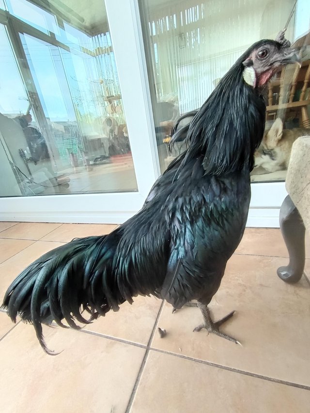 Preview of the first image of 1 cockral. Breed Ayam cemami.