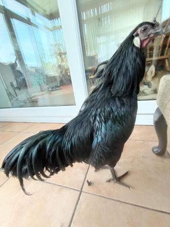 Image 1 of 1 cockral. Breed Ayam cemami
