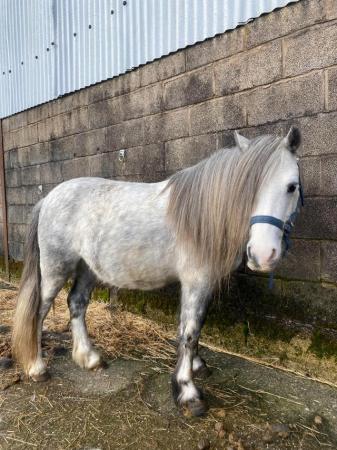 Image 12 of Cute Rescue Ponies, Youngsters Future Lead Reins, Companions