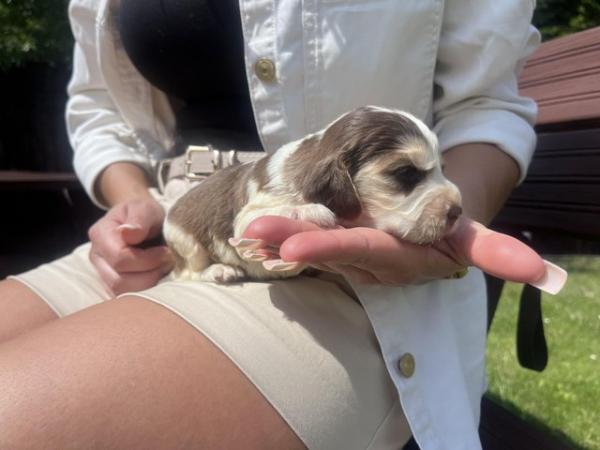 Image 3 of Show type cocker spaniel puppies