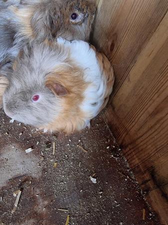 Image 2 of Baby boar guinea pigs for sale