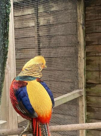 Image 2 of Golden pheasant male hatched 2023