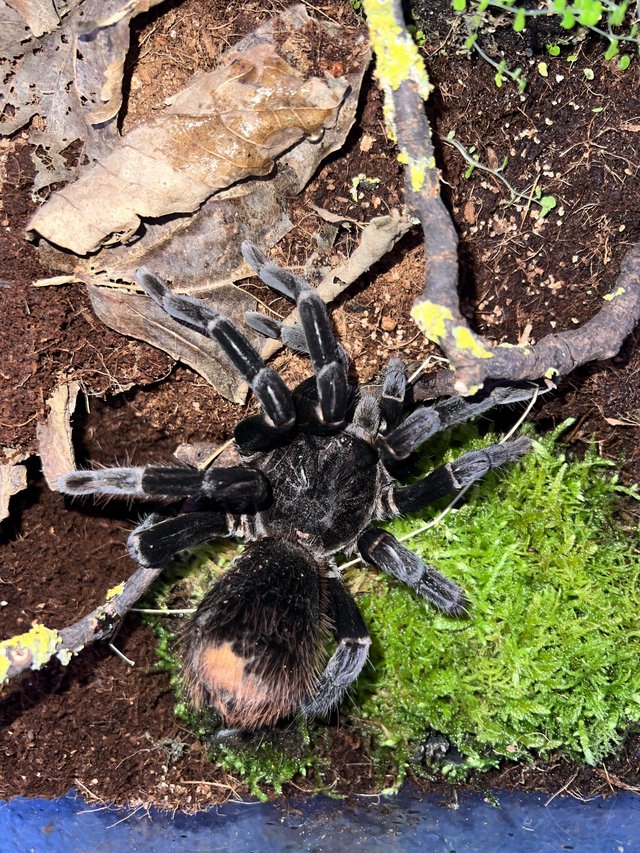 Preview of the first image of Large Tarantula Collection.