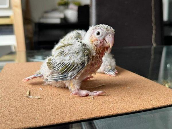 Image 4 of Hand reared green cheek conure