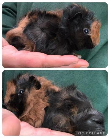 Image 3 of Baby boar boy guinea pigs