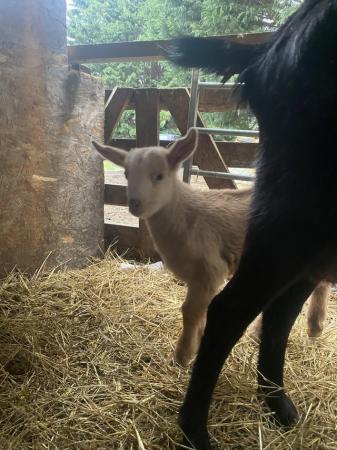 Image 2 of Gorgeous family of Nubian cross goats for sale
