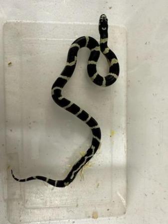 Image 3 of 6 week old Mexican king snakes Lampropeltis getula