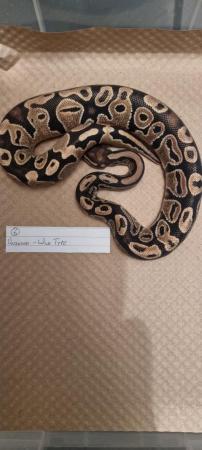 Image 3 of Wild type (normal) royal/ball python