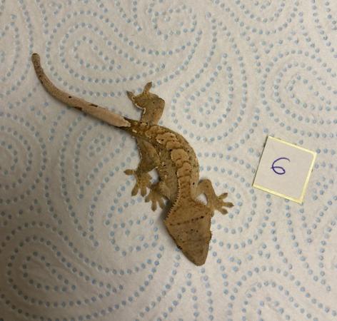 Image 1 of Baby Crested Geckos unsexed