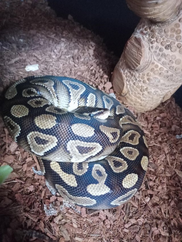 Preview of the first image of Phantom yellow belly ball python and full set up.
