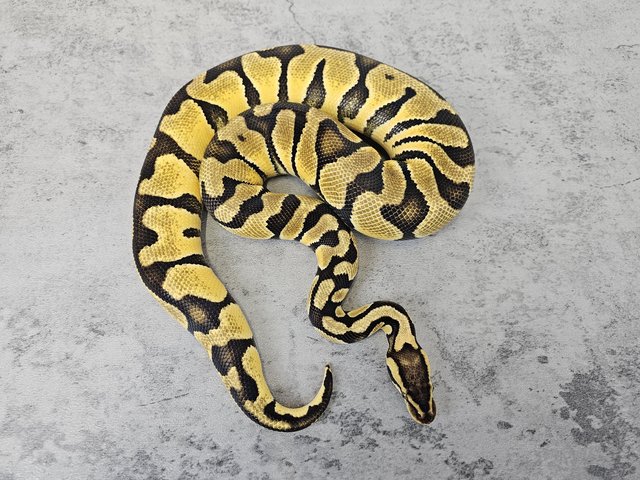 Preview of the first image of Ball Pythons for sale read description.