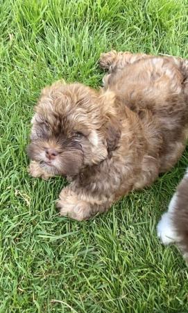 Image 13 of Beautiful shihpoo girl puppy ready now