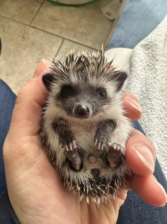 Image 4 of Male Pygmy hedgehogs for sale