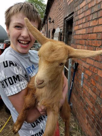 Image 1 of Pedigree registered female golden Guernsey goat kid