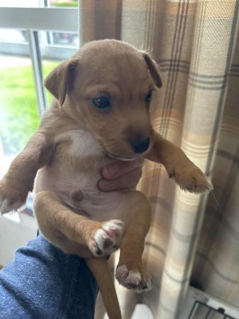 Image 1 of Lakeland red terrier pups for sale