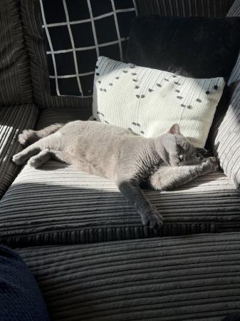 Image 2 of British Blue Shorthair Male 3 years old