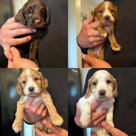 Image 30 of Cockapoo puppies (vet checked) viewings welcome now