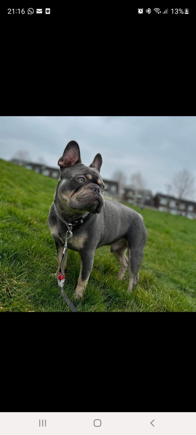 Preview of the first image of French bulldog needs a new home, without children.