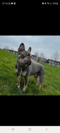 Image 1 of French bulldog needs a new home, without children