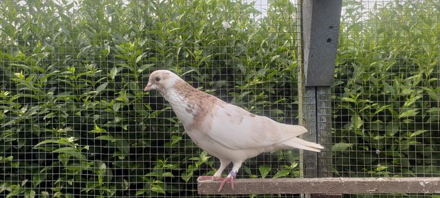 Image 2 of Beautiful roller pigeons for sale
