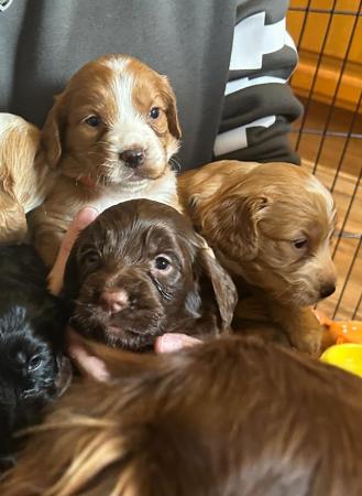 Image 22 of Cockapoo puppies- last pup available- now reduced