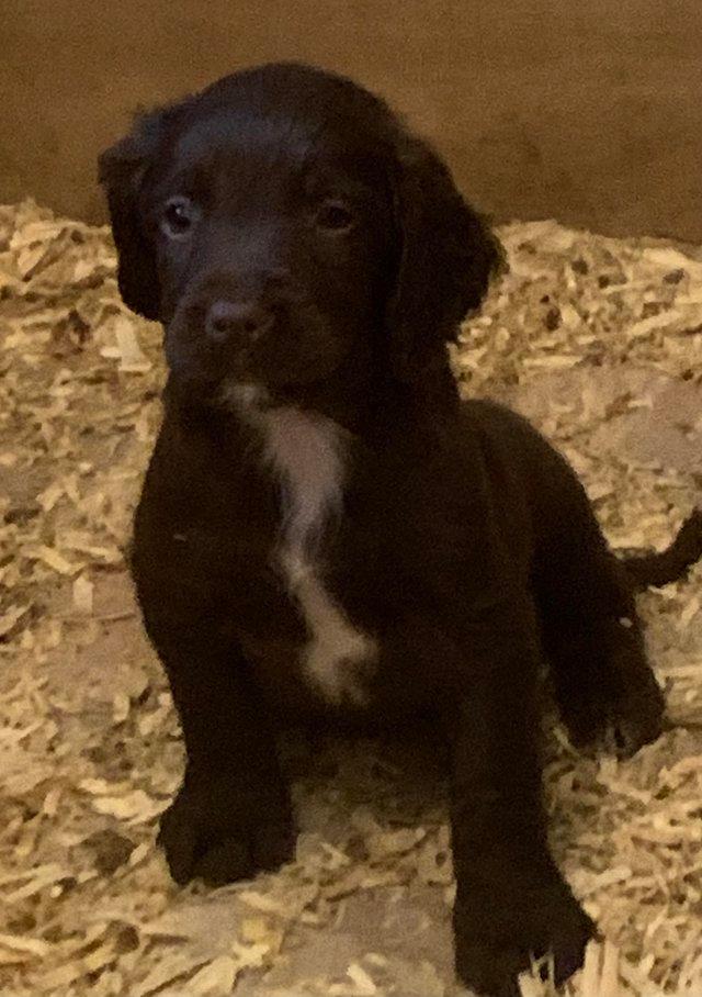 Preview of the first image of Beautiful sprocker Puppies. Ready for new homes.
