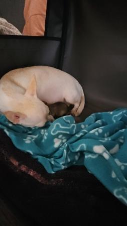 Image 4 of female chihuahua puppy looking for her forever sofa