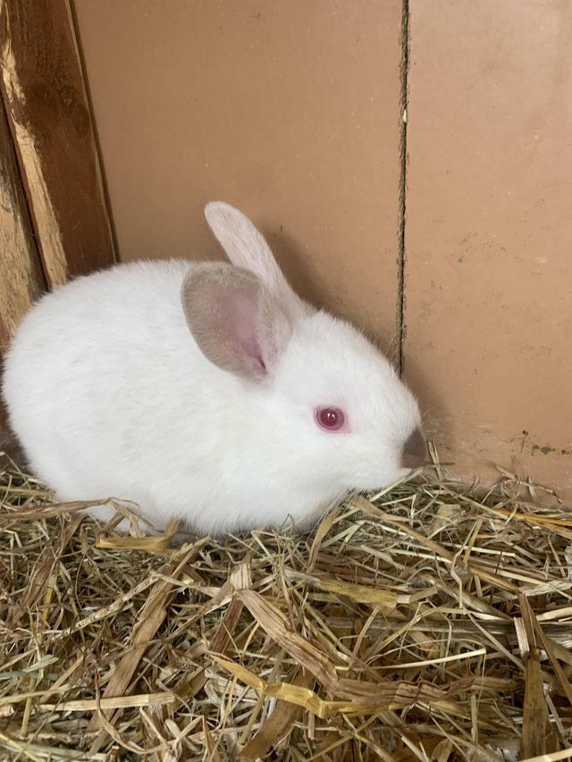 Preview of the first image of Lovely friendly netherland dwarf rabbits.